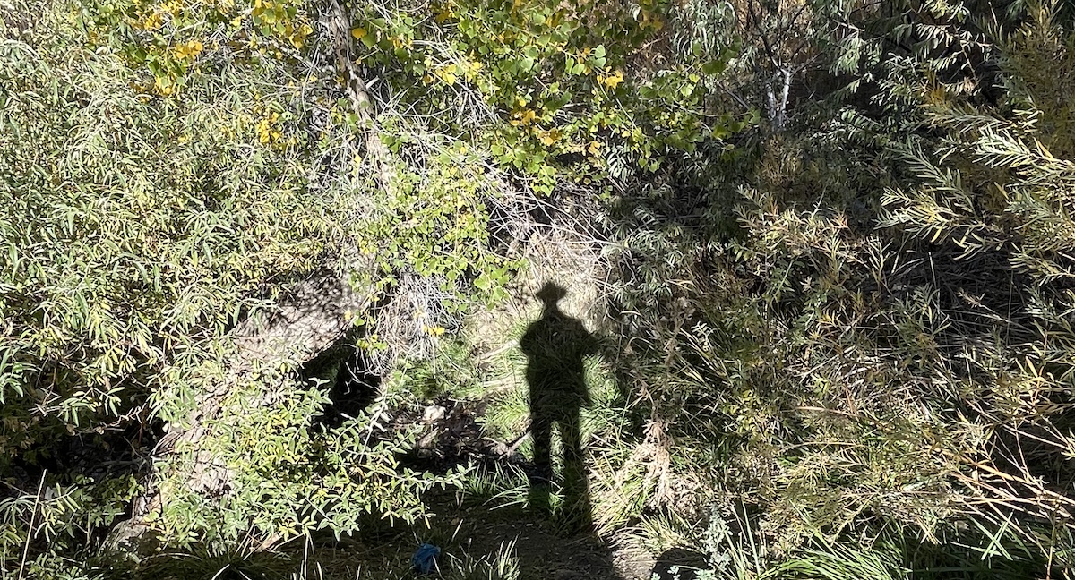 On the Scent of the Shadow